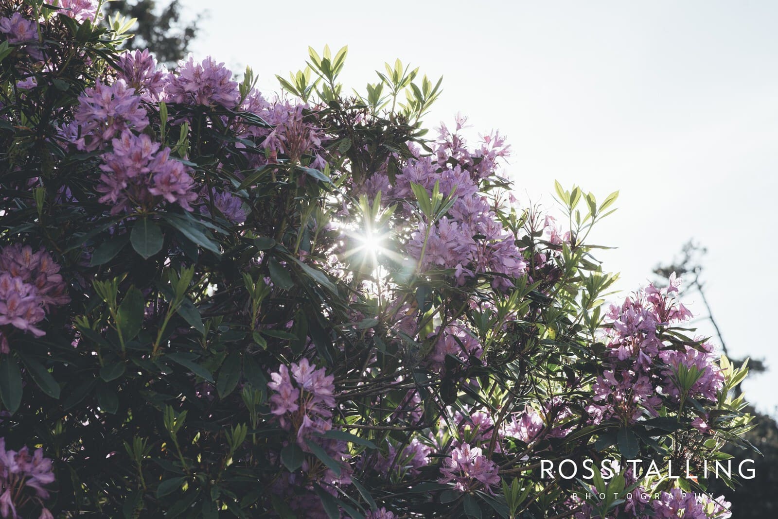 Wedding Photography Cornwall - Sharon & Byron_0070