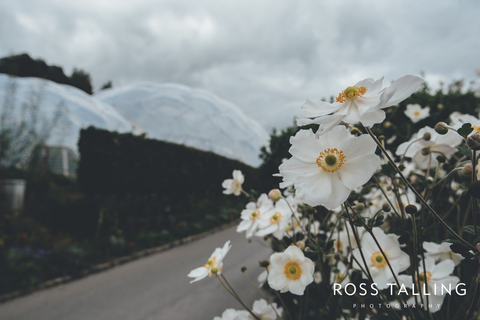 Eden Project Wedding Photography_0016