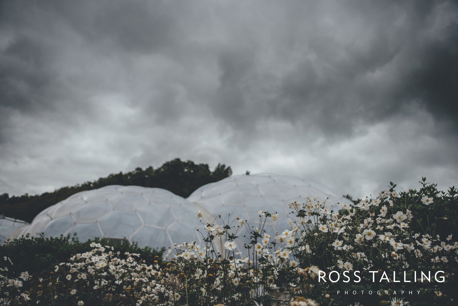 Eden Project Wedding Photography_0001