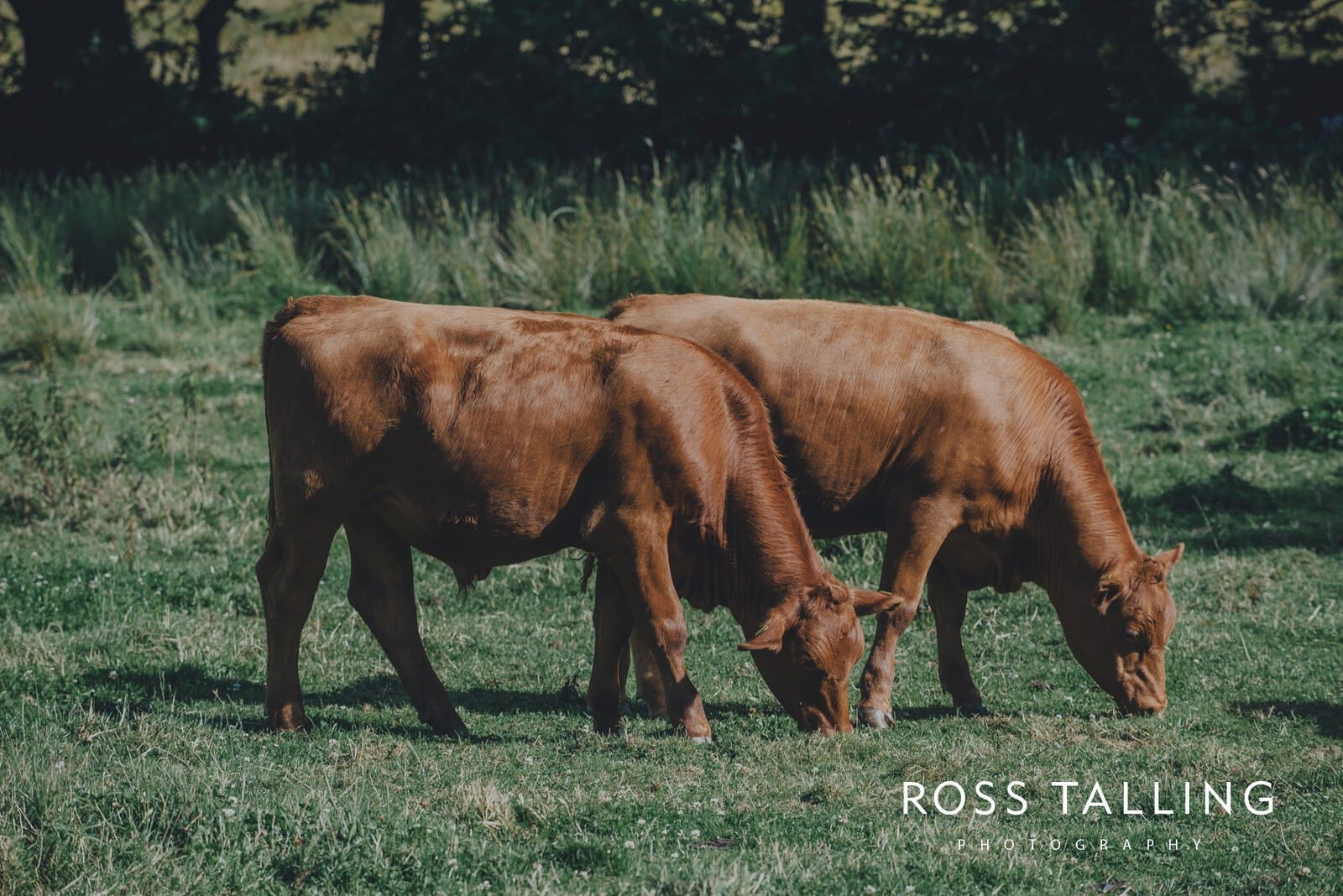 zara-adey-nancarow-farm-wedding-photography-cornwall_0129
